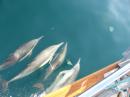 Dolphins Alongside off Santa Barbara